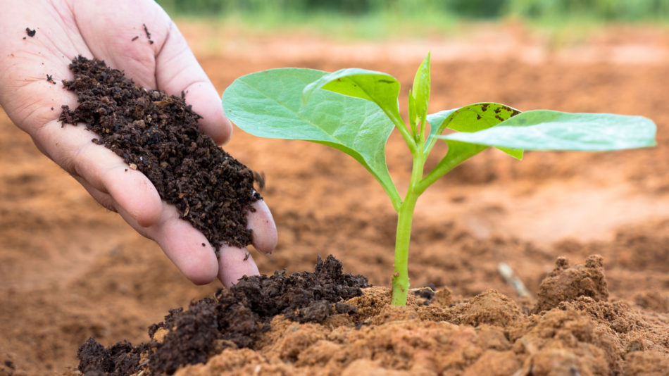 Have you thought about what are the benefits of sodium bicarbonate in compost?